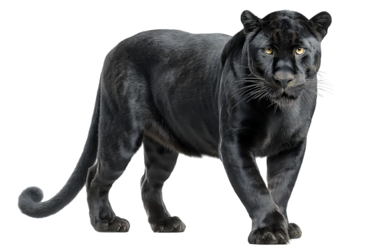 Majestic high‑resolution panther PNG cutout on transparent background ideal for wildlife branding, digital art compositions, e‑commerce mockups, and professional graphic design projects