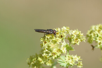 Close up hoverfly Grey-spotted Sedgesitter, Platycheirus albimanus on flowers of lady's-mantle (Alchemilla mollis). Dutch garden. Summer, July, Netherlands