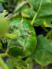 Obraz premium Round green eggplant fruit with white stripes that grows on trees, usually used as fresh vegetables or eaten raw, is in the garden during the day. Natural blur background.