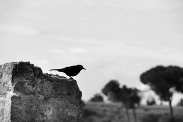 Black Bird resting on a stone on the countryside