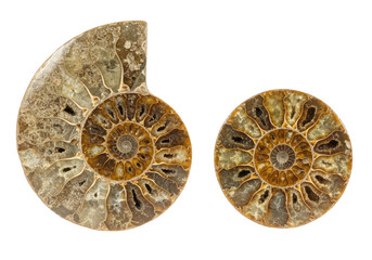 Two ammonite fossils showcasing their intricate spiral patterns and geological history isolated on transparent background