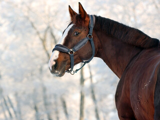Thoroughbred race horse portrait in winter park

