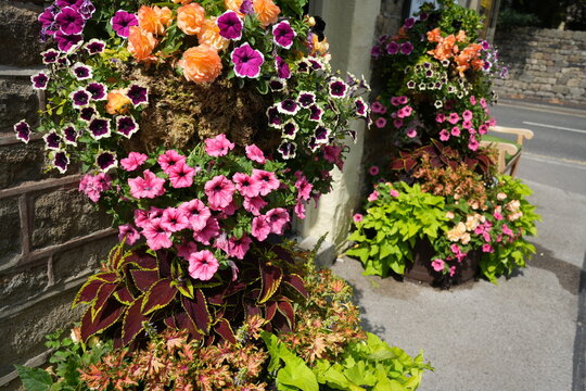 Vibrant summer flowers on stone wall in Baslow, The Peak District, England.