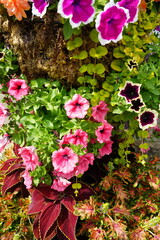 Colorful display of vibrant summer flowers in Baslow, The Peak District, England.