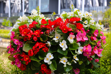 Colorful begonias in shades of red, pink, and white blooming beautifully along a walkway in Japan.