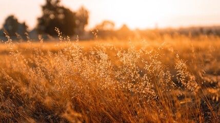 Golden grass field at sunset