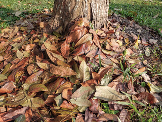 Flat view of dry leaves under a tree, beautiful autumn with yellow trees and sun. Natural background of fallen leaves.