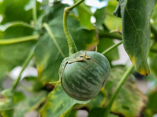 Round green eggplant fruit with white stripes that grows on trees, usually used as fresh vegetables or eaten raw, is in the garden during the day. Natural blur background.