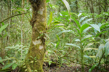Dense rainforest in Borneo, Sabah, Malaysia.