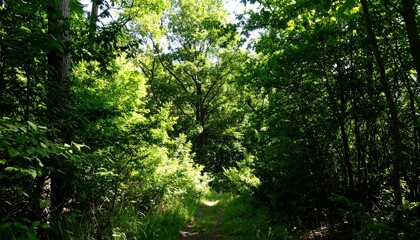 Fototapeta premium Lush forest pathway with vibrant green foliage.