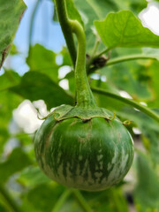 Round green eggplant fruit with white stripes that grows on trees, usually used as fresh vegetables or eaten raw, is in the garden during the day. Natural blur background.