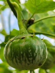 Round green eggplant fruit with white stripes that grows on trees, usually used as fresh vegetables or eaten raw, is in the garden during the day. Natural blur background.