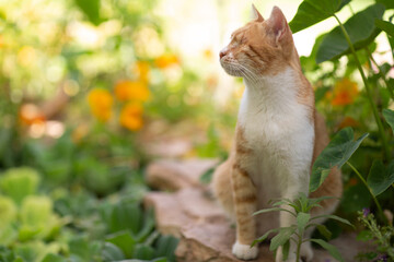 red one eyed cat in beautiful spring garden closeup photo