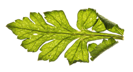 Detailed Green Leaf Against White.