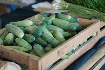 Freshly Harvested Cucumbers: Abundant Green Goodness in Wooden Crate.