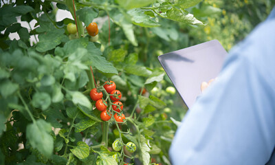Woman Picking Ripe Cherry Tomatoes On The Vine in the Garden.