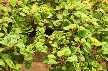 Plectranthus Verticillatus plant in the garden