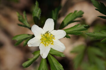 white flower with green leaves close up
