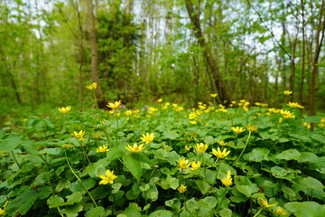 meadow of yellow flowers in forest with trees in background

