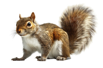 High‑resolution full‑body squirrel PNG cutout on seamless transparent background for wildlife branding, children’s educational graphics, forest‑themed designs, e‑commerce mockups