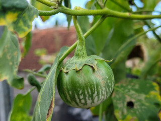 Round green eggplant fruit with white stripes that grows on trees, usually used as fresh vegetables or eaten raw, is in the garden during the day. Natural blur background.