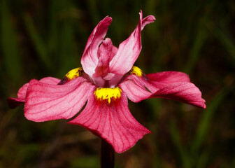 Flower of the Crisp Tulp (Moraea gawleri), lateral view, Western Cape, South Africa