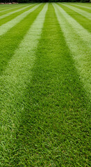 Close-up of lush green grass blades, representing nature and freshness
