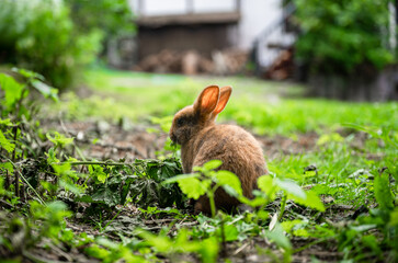 Cute brown rabbit sitting on green grass in backyard garden