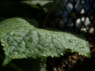 Close-Up of Lush Green Leaf with Sparkling Raindrops in Sunlight