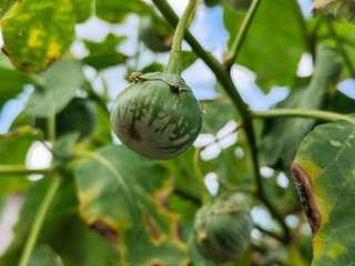 Round green eggplant fruit with white stripes that grows on trees, usually used as fresh vegetables or eaten raw, is in the garden during the day. Natural blur background.