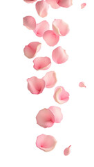 Fototapeta premium Gentle cascade of rose petals softly falling on isolated transparent ethereal space