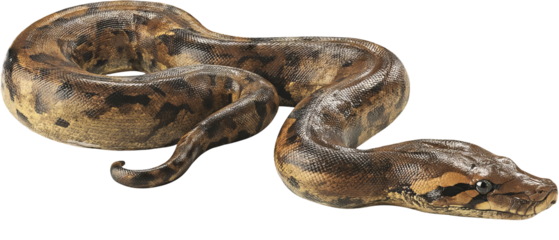 Full‑body high‑resolution anaconda PNG cutout on transparent background for wildlife education, jungle‑themed graphic design, venomous reptile identification, conservation infographics