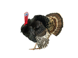 beautiful male turkey isolated on white background