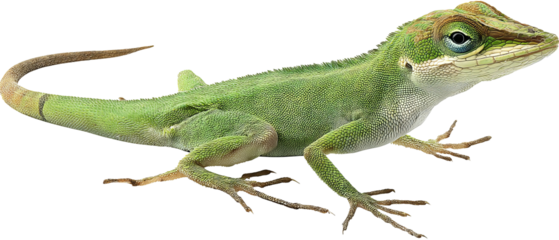 Full‑body high‑resolution anole lizard illustration isolated on transparent background, exhibiting realistic scale texture, perfect PNG cutout for wildlife education, herpetology infographics