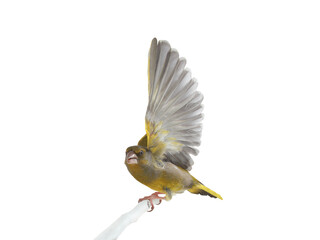 greenfinch (Chloris chloris) isolated on white background