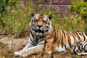 tiger in the wild