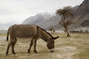 Donkeys or mules walk on a grassland in Ladakh, a Himalayan valley in Jammu and Kashmir, India. Nature and travel concept.