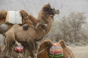 A herd of camels and their young on the sands of Nubra Valley, India.
