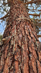 Resin oozing from pine sawyer (Monochamus spp.) larval holes in a pine trunk indicates tree desiccation