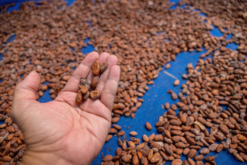 His hand picked up dried cocoa beans and inspected them. Cacao beans are essential raw materials for making chocolate