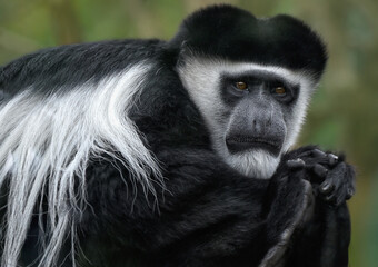 A close up of a Black-and-white colobus (Mantled Guereza, Abyssinian or Eastern Black-and-white colobus )