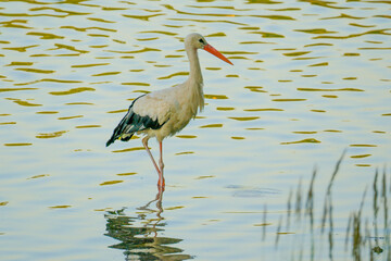 Stork standing in water on lake, reflections in water