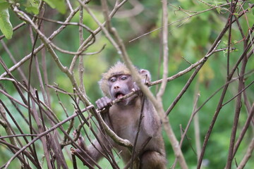 Singe