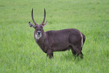 Gazelle