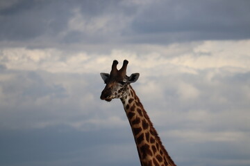 Girafe
