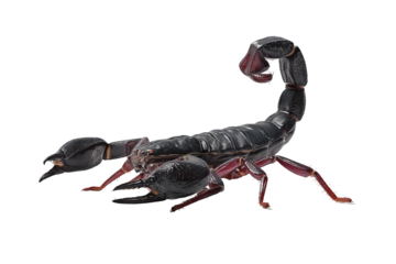 Full‑body high‑resolution scorpion isolated on seamless transparent background PNG cutout ideal for wildlife education infographics, desert creature identification guides, nature‑themed graphic design