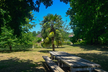 Photo of a rest area with a wooden picnic table surrounded by greenery and a palm tree. Location: Northern France.