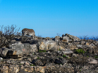 Zebra Grazing on Rocky Terrain in Cape Peninsula, South Africa