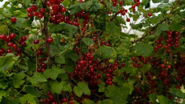 Clusters of ripe red currants hang on a bush. Healthy food concept. Growing plants and berries in the garden. The berries of red currant as a nutrition with vitamins for vegan. 