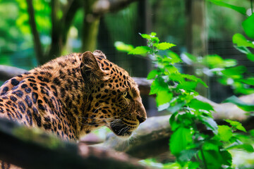 close up portrait of a leopard